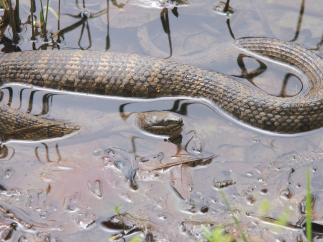 Sonhar com cobra na água: entenda o que isso simboliza